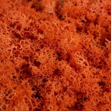 Trend Reindeer Moss Turuncu Şoklanmış Norveç Yosunu (30GR)
