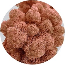 Trend Reindeer Moss Mango Şoklanmış Norveç Yosunu (30GR)