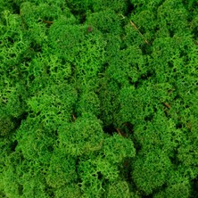 Trend Reindeer Moss Medium Şoklanmış Norveç Yosunu (30GR)