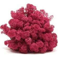 Trend Reindeer Moss Mürdüm Şoklanmış Norveç Yosunu (30GR)