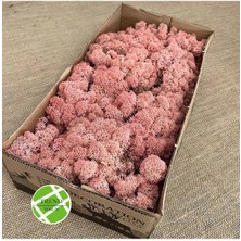 Trend Reindeer Moss Pink Şoklanmış Norveç Yosunu (30GR)