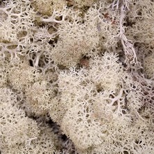 Trend Reindeer Moss Beyaz Şoklanmış Norveç Yosunu (30GR)