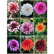CSY 25 Adet Dev Yıldız Dahlia Çiçeği Soğanı Yumrusu 12 Renk Karışık Yumru Boyu 10 Cm.yeni Mahsul.. Çimlenme Garantilidir..