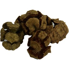 TeknoKapsül Selvi Kozalağı Doğal 100 gr Paket