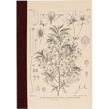 Hobonichi Yamazakura A6 Defter