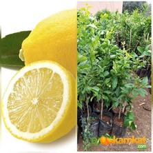 Market Torbalı 3.5 Yas Bodur Yediveren Limon Fidani