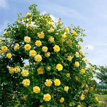 Paket Tüplü Yediveren Sarı Ivy Kokulu Sarmaşık Gül Fidanı