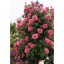 Look 15 Adet Pembe Renkli Sarmaşık Gül Tohumu TH-9527401735068451