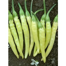 Garden Doğal Turşuluk Süs Biberi Sarı Ston 100 Ad. Tohum