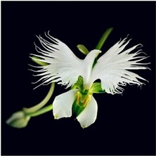 Look Nadir Japon Radiata Orkide Tohumu 5 Adet Tohum Çiçek Tohumu TH-8777963100094