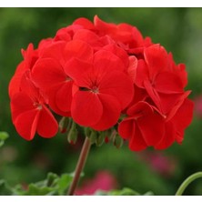 Sardunya Tohumu (Büyük Çiçek, Kokulu Yaprak) Kırmızı Renkli - 5 Tohum