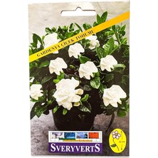 Gardenya Çiçeği Tohumu