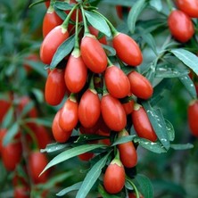 Tüplü Goji Berry Kurt Üzümü Fidanı