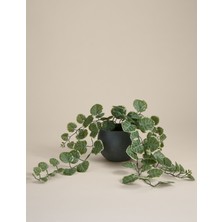 Marks & Spencer Seramik Saksıda Okaliptus