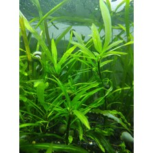 Hygrophila Corymbosa Angustifolia – Canlı Akvaryum Bitkisi – Kolay Bakılan Tür - 5 Köklü Dal