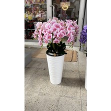 Zb Flowers Dekor Çiçeği Ofis Çiçeği Saksıda Pembe Orkide Mağaza Dekoru