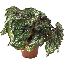 Betonish Begonia Rex 'Bostella' (Begonya Çiçeği)