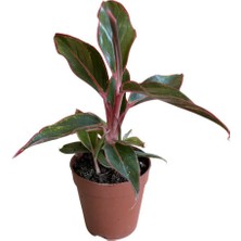 Betonish Aglaonema Crete (Çin Herdemyeşili)