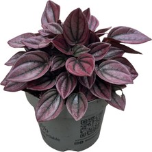 Betonish Peperomia Caperata 'cayenne' (Zümrüt Dalgası Çiçeği)