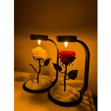 Moon Lamp Gül Lambası
