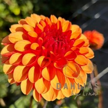 CSY 8 Adet Yıldız Çiçeği Soğanı ( Dahlia Yumrusu ) Turuncu Renk