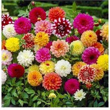 CSY 21 Adet Yıldız Dahlia Çiçeği Yumrusu Soğanı . 14 Farklı Renk.yumru Boyu 8 Cm. Yeni Mahsul...
