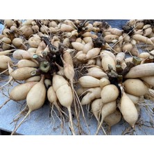 CSY 21 Adet Yıldız Dahlia Çiçeği Yumrusu Soğanı . 14 Farklı Renk.yumru Boyu 8 Cm. Yeni Mahsul...