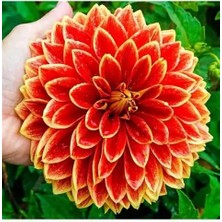 CSY 8 Adet Yıldız Çiçeği Soğanı ( Dahlia Yumrusu ) Turuncu Renk