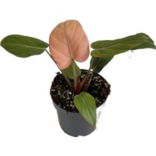 Betonish Philodendron 'summer Glory'