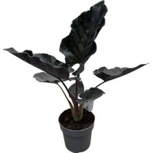 Betonish Alocasia 'antoro Velvet' (Fil Kulağı)