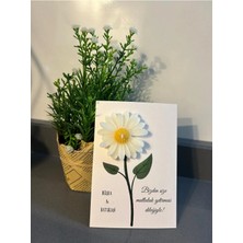 Bernami Mevlüt Pinterest 20 Adet Süslemeli Papatya , Mevlüt Şekeri, Doğum, Sünnet, Mevlüt Nişan Söz, Kına, Doğum Günü .