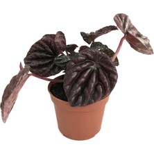 Betonish Peperomia 'schumi Red' (Zümrüt Dalgası Çiçeği)
