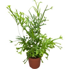 Betonish Pteris Cretica 'roeweri' (Eğrelti Otu)