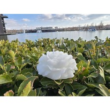 Bernami Şamdan Pinterest Biblo Hediyelik Gül Mum - Biblo - Biblo Şekeri - Doğum - Sünnet - Nişan Söz - Biblo - Doğum Günü