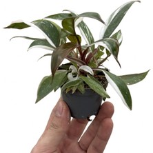 Betonish Philodendron 'red Anderson'