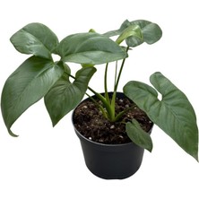 Betonish Philodendron 'dino Feet'