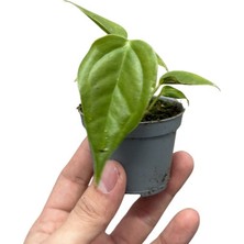 Betonish Anthurium Veitchii