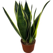 Betonish Sansevieria Trifasciata 'black Gold' (Paşa Kılıcı)