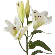 Karokstore Zarif Çiçeği Beyaz 75CM