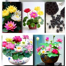 Lotus Tohumu Nilüfer Eko Paket 10'lu