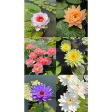 Magarsus 10 Adet Tohum Karışık Renkli Hint Lotus Çiçeği Tohumu Taze Kaliteli Tohum Organik Nilüfer Çiçekleri