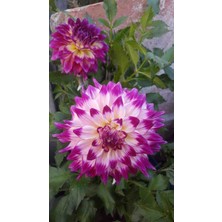 CSY 25 Adet Dev Yıldız Dahlia Çiçeği Soğanı Yumrusu 12 Renk Karışık Yumru Boyu 10 Cm.yeni Mahsul.. Çimlenme Garantilidir..