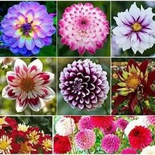 CSY 25 Adet Dev Yıldız Dahlia Çiçeği Soğanı Yumrusu 12 Renk Karışık Yumru Boyu 10 Cm.yeni Mahsul.. Çimlenme Garantilidir..