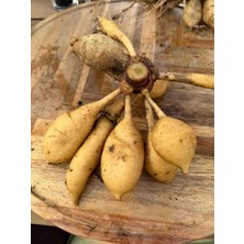 CSY 25 Adet Dev Yıldız Dahlia Çiçeği Soğanı Yumrusu 12 Renk Karışık Yumru Boyu 10 Cm.yeni Mahsul.. Çimlenme Garantilidir..