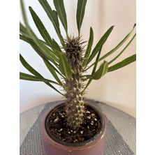 AGAPI Madagaskar Palmiyesi (Pachypodium Lamerei) Özel Tür Kaktüs