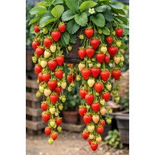 Ucuzluk Diyarı 10 Adet Salkım Sarmaşık Çilek Fidanı Açık Kök Taze Söküm ve Frigo