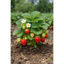 Ucuzluk Diyarı 5 Adet Verity Yediveren Çilek Fidanı Açık Kök Taze Söküm ve Frigo