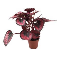 Betonish Begonia Rex 'red Kiss' (Begonya Çiçeği)