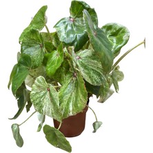 Betonish Begonia 'rouge Variegata' (Begonia Çiçeği)