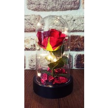 MiraLive LED Işıklı Şeffaf Mika Fanusta Işıklı  Gül Kırmızı